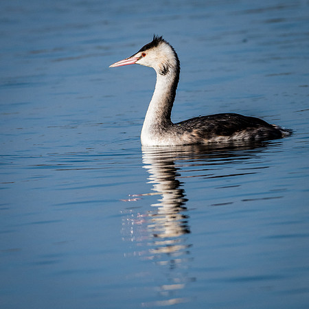 Great Crested Grebe -2