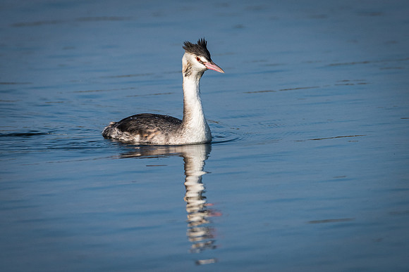 Great Crested Grebe -1