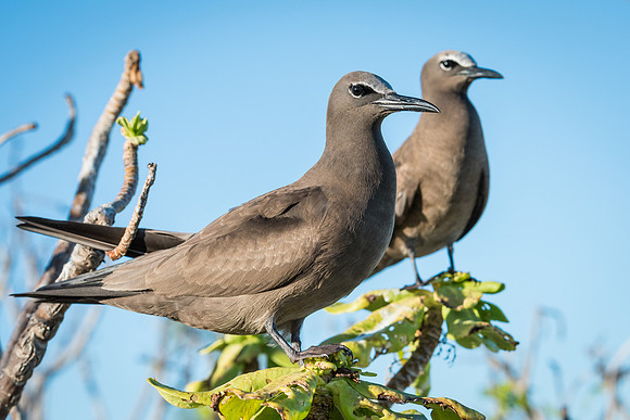 Brown Noddy (Noddi) -7