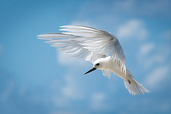 White Tern Shapes -7