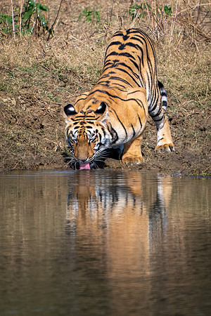 Tiger -4