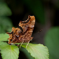comma closed-1