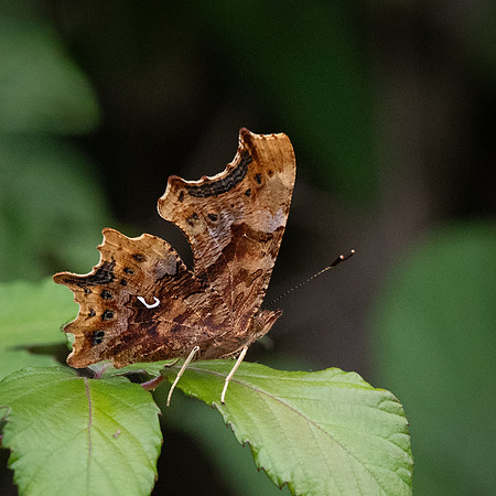 comma closed-1