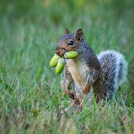 Grey Squirrel with Acorns