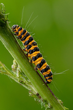 Cinnabar Moth Caterpillar-2