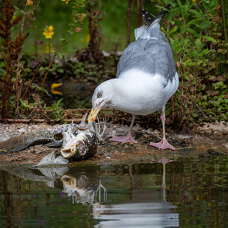Gull Eating Carp-1