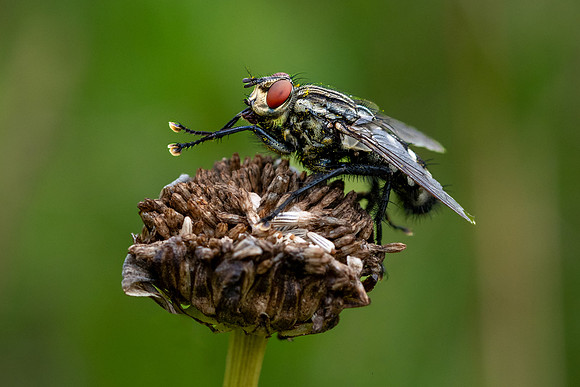Horsefly-1