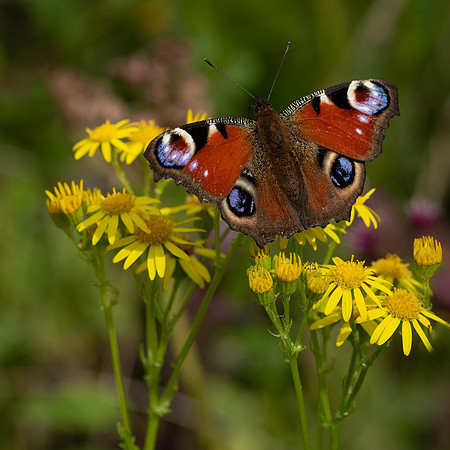 Peacock Butterfly 290723