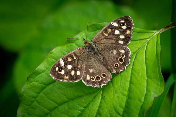 Speckled Wood-1
