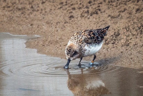 Spoonbill Sandpiper-1