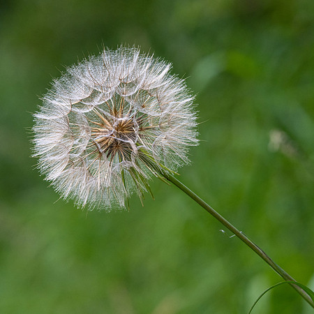Tragopogon pratensis-1
