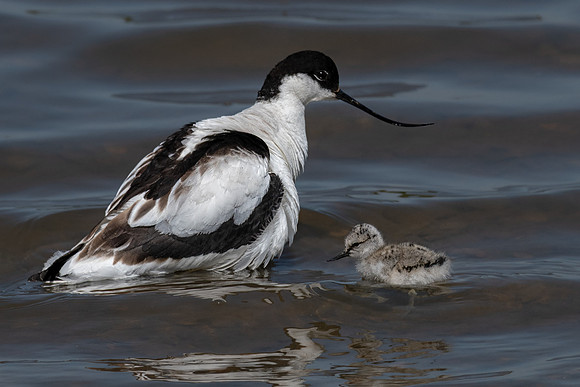 Avocet & Chick-1