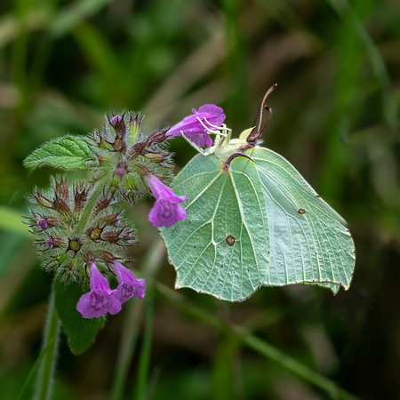 Brimstone-1