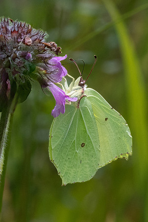 Brimstone-2