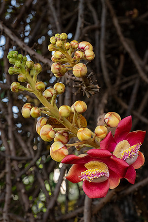 Cannonball Tree-2