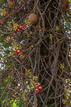 Cannonball Tree-1