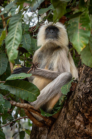 Langur Monkeys -1