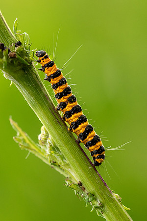 Cinnabar Moth Caterpillar-1