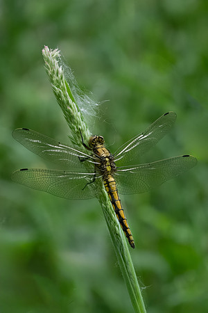 Black-tailed Skimmer -060623