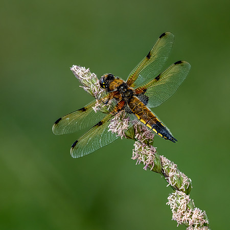 4-Spotted Chaser -060623