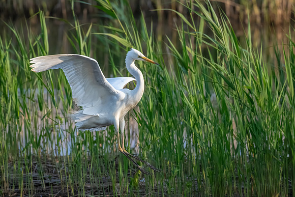 Great Egret 060623-2