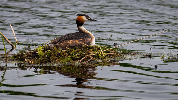 Great Crested Grebe 060623-2