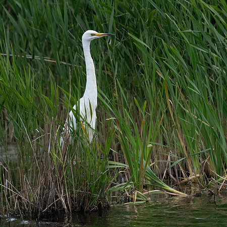Great Egret 060623-1