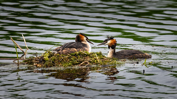 Great Crested Grebe 060623-1