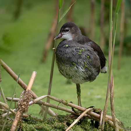 Moorhen Juv 060623