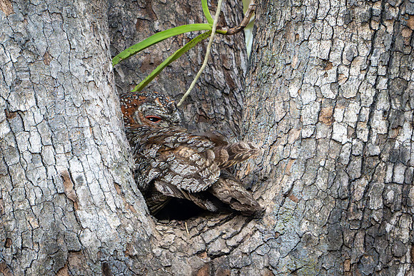 Mottled Wood Owl -1
