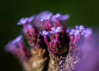 Herb Robert 071024