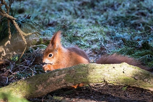 Red Squirrel