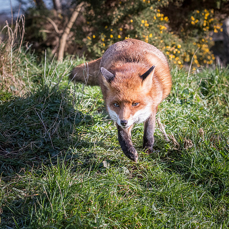 Fox -1