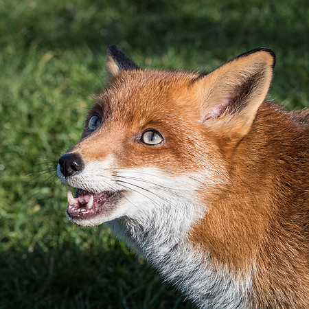Fox -2