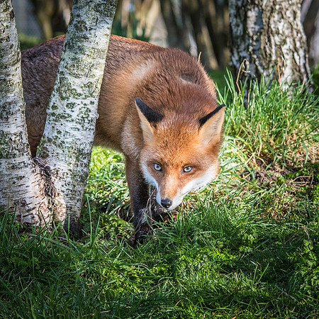 Fox -3
