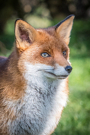 Fox -4
