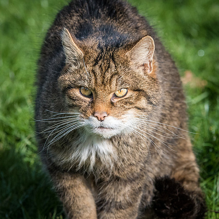 Wild Cat -1