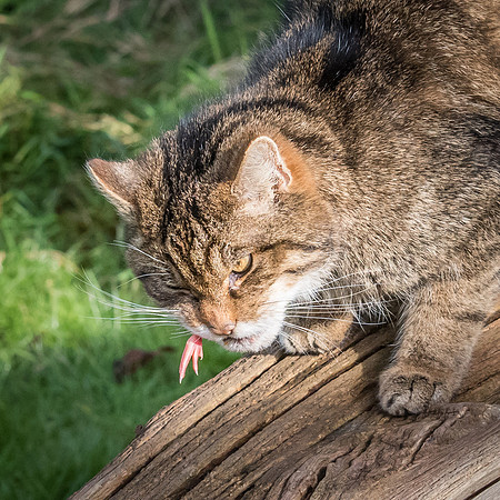 Wild Cat -2