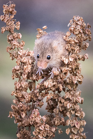 Harvest Mouse -1