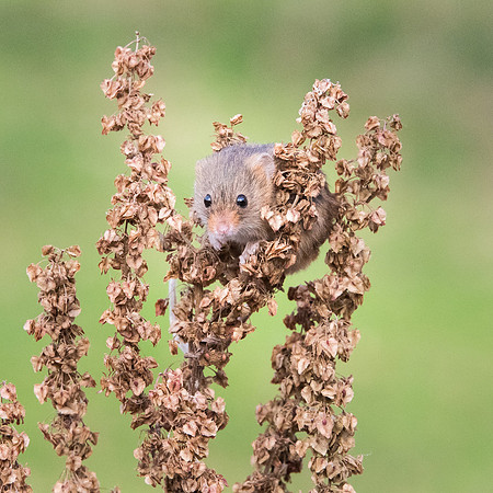 Harvest Mouse -2