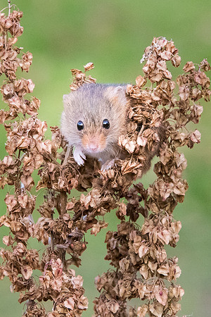 Harvest Mouse -3