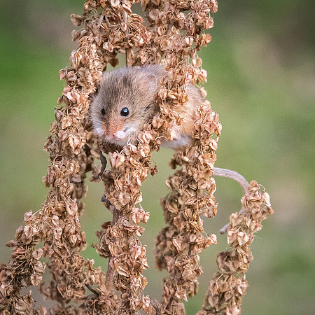 Harvest Mouse -4
