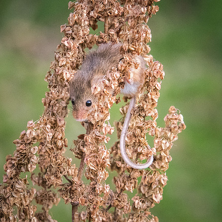 Harvest Mouse -5