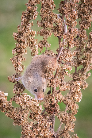 Harvest Mouse -6