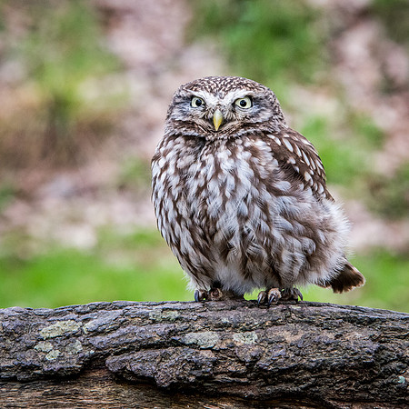 Little Owl -1