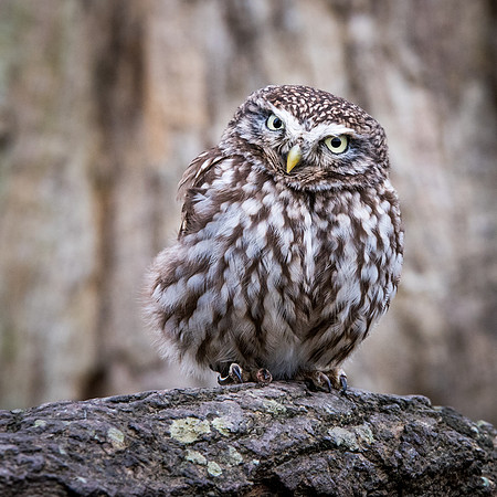 Little Owl -2