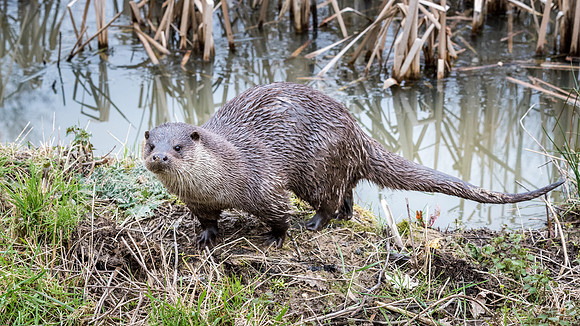 Otter -1