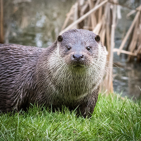 Otter -2
