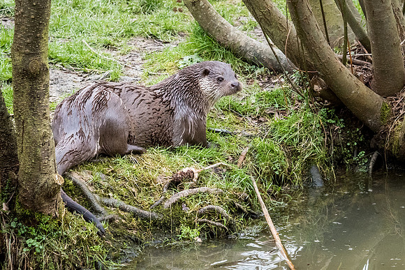 Otter -3
