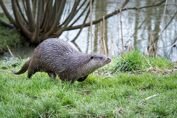 Otter -4